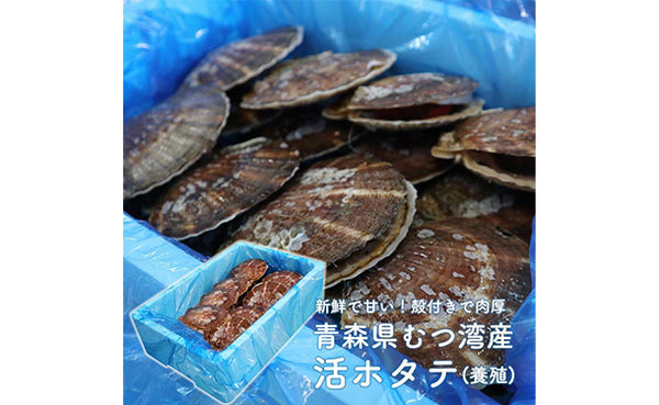 青森県産「むつ湾の活ほたて」2kg（12～14枚）