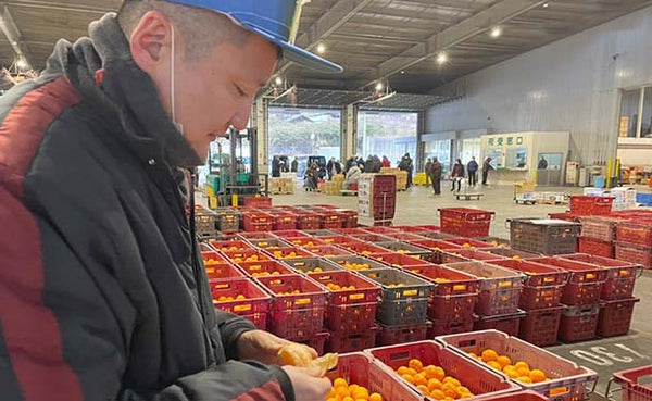 愛媛県産「河内晩柑（みしょうゴールド）」