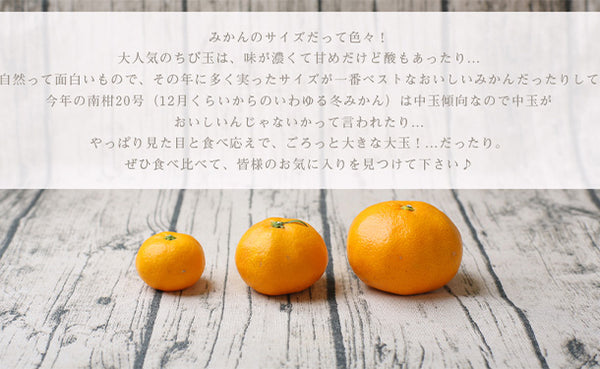 愛媛県産「吉田みかん（L～3L）」
