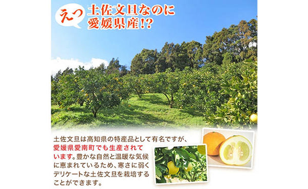 愛媛県産「規格外土佐文旦（M-4L）」