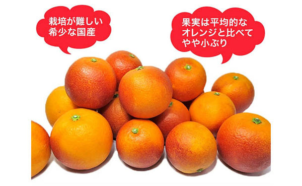 愛媛県産「訳ありブラッドオレンジ（2S-3L）」