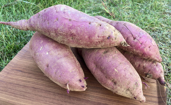 大崎上島産「土付きさつまいも（農薬：栽培期間中不使用）」約4kg（4〜8本）