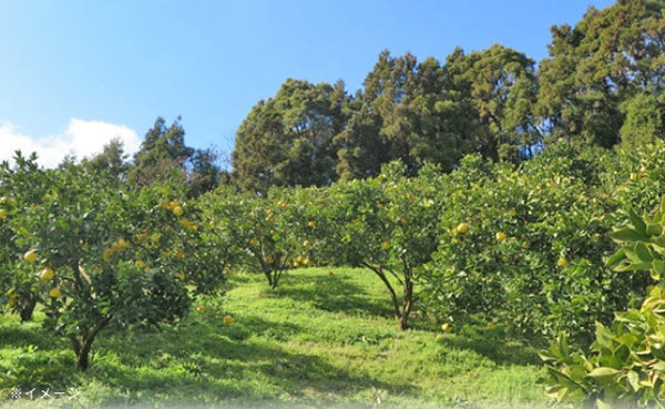 愛媛県産「訳あり土佐文旦（L-4L）」