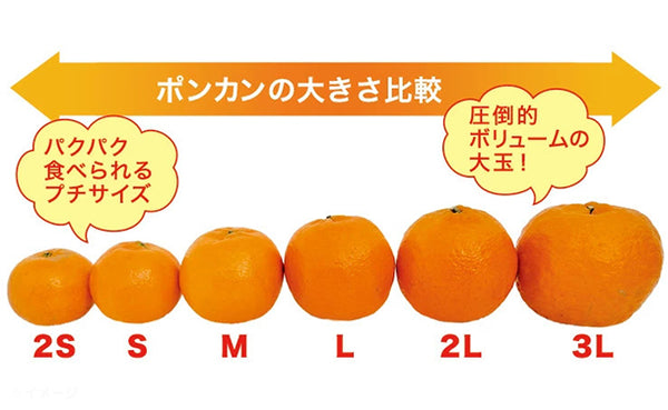 愛媛県産「訳ありポンカン（M-2L）」