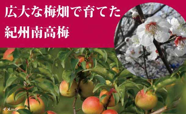 「紀州南高梅 無選別つぶれ梅 ハチミツ味」