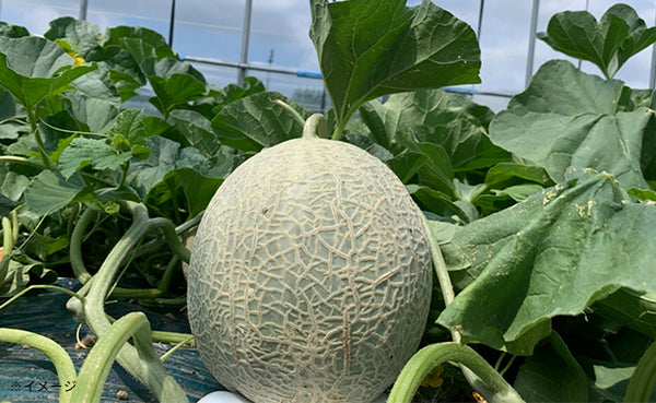 北海道三笠市産「赤肉メロン」3～5玉（約3.5kg）【クラチャレふるさとだより】
