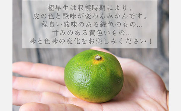 愛媛県産「吉田みかん 極早生」
