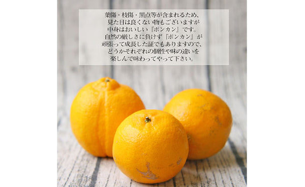 愛媛県産「訳ありポンカン」