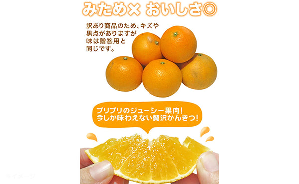 愛媛県産「訳ありみかん まどんな（愛果28号）」