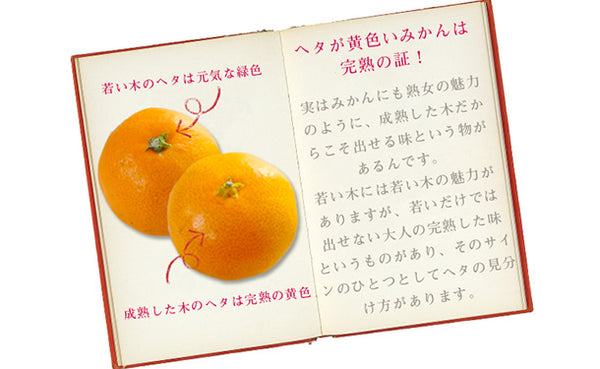 愛媛県産「吉田みかん（L～3L）」