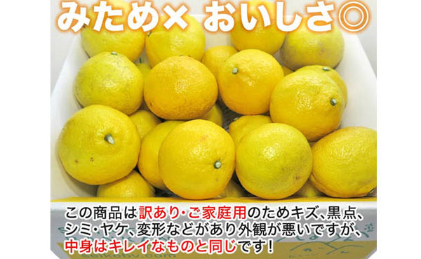 愛媛県産「訳ありはるか（M-3L）」