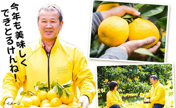 愛媛県産「プレミアム河内晩柑（L/2L/3L）」