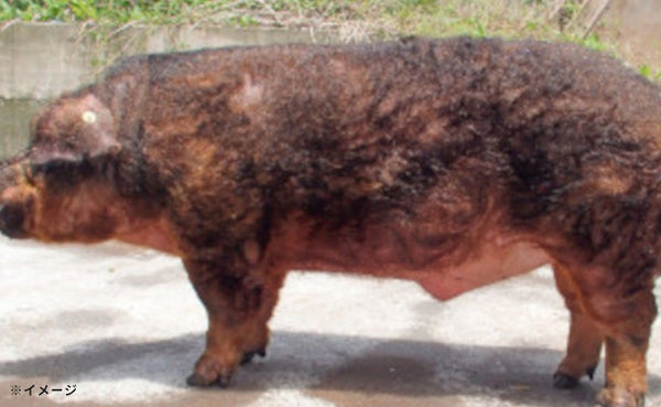 静岡県産「幻の赤豚（デュロック種）小間肉」