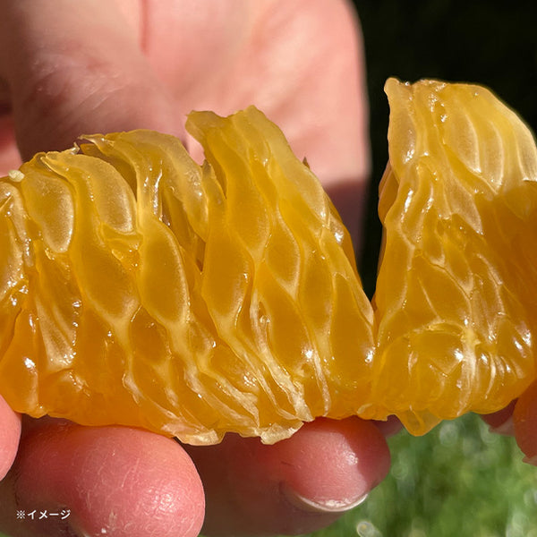 大崎上島産「訳あり 紅八朔」