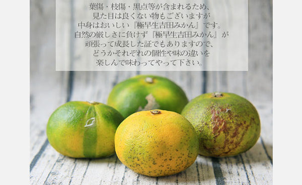 愛媛県産「吉田みかん 極早生」