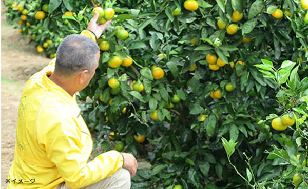 愛媛県産「秀品 極早生みかん（2S-S）」