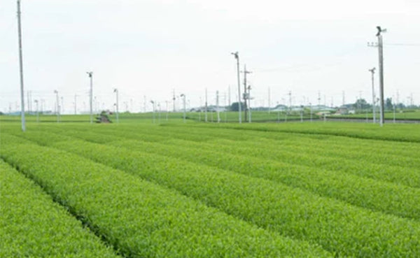 「狭山茶銘茶詰合せ 特上煎茶」