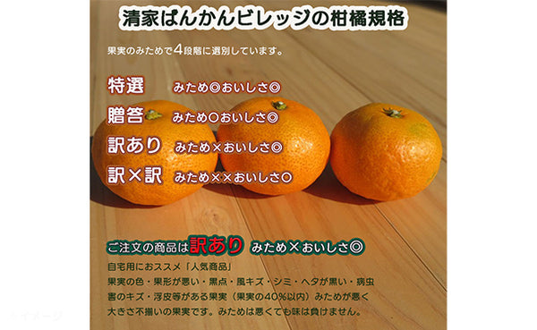 愛媛県産「訳ありポンカン（M-2L）」