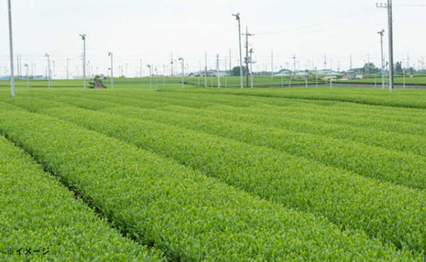 「狭山茶銘茶詰合せ（EG4-25-9）」