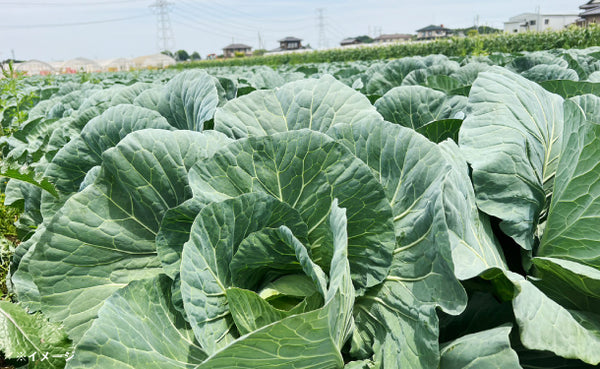 「青果専門卸が目利き！おまかせ野菜ボックス（10～20品目）」