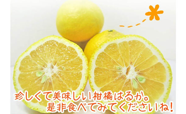 愛媛県産「訳ありはるか（M-3L）」