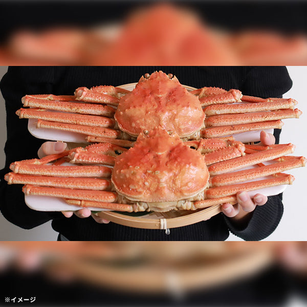 【Kuradashiオリジナル】北海道産 ボイルオオズワイガニ姿 約4kg（8杯）