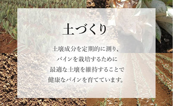 フィリピン産「小玉パイナップル（葉無し）」