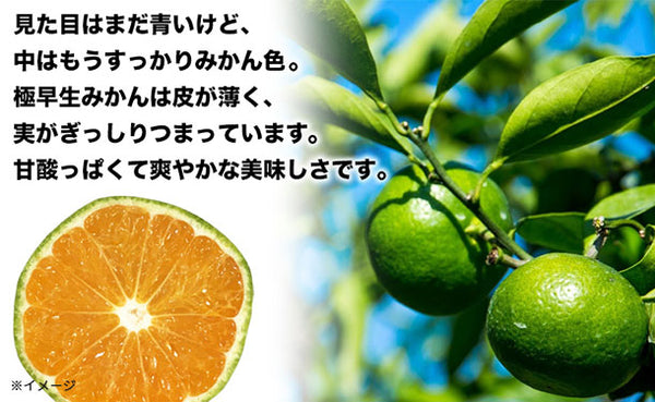 愛媛県産「秀品 極早生みかん（2S-S）」