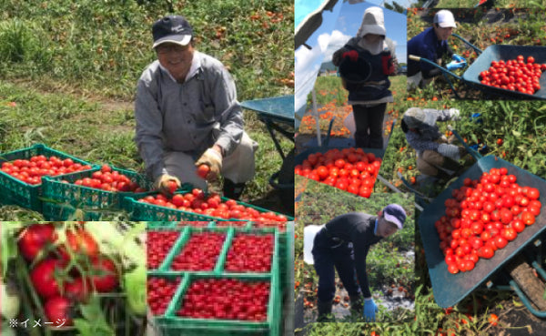 毎日がとまと曜日「ストレートトマトジュース」