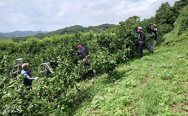 愛媛県産「おいしさ凝縮！訳あり小玉みかん（2S-S）」