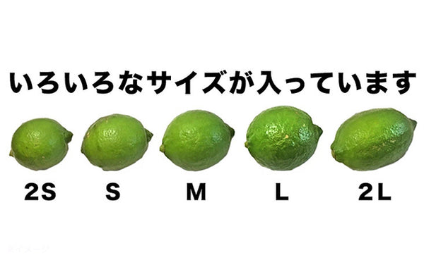 愛媛県産「訳あり レモン（2S-2L）」