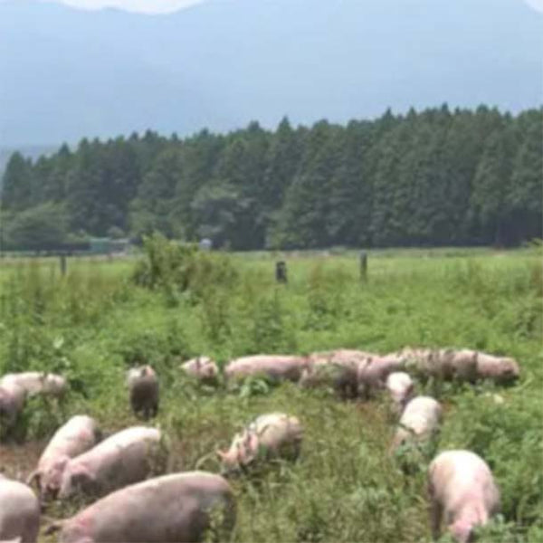静岡県産「ブランド豚 LYB豚 バラエティー 4品」