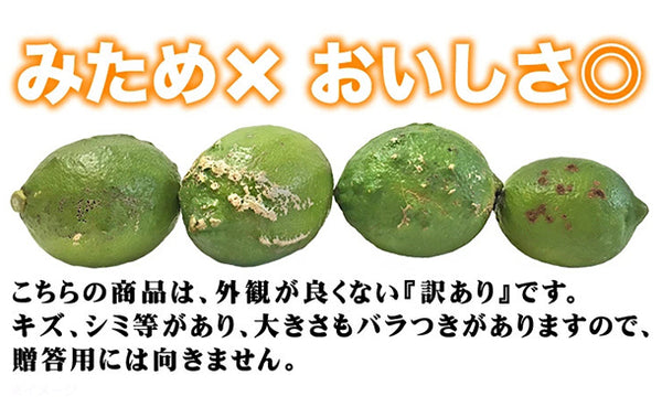 愛媛県産「訳あり レモン（2S-2L）」