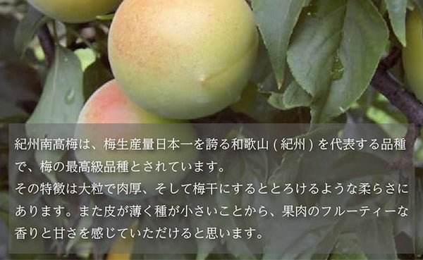 「紀州南高梅 つぶれ梅 Lサイズ はちみつ味（塩分7%）」
