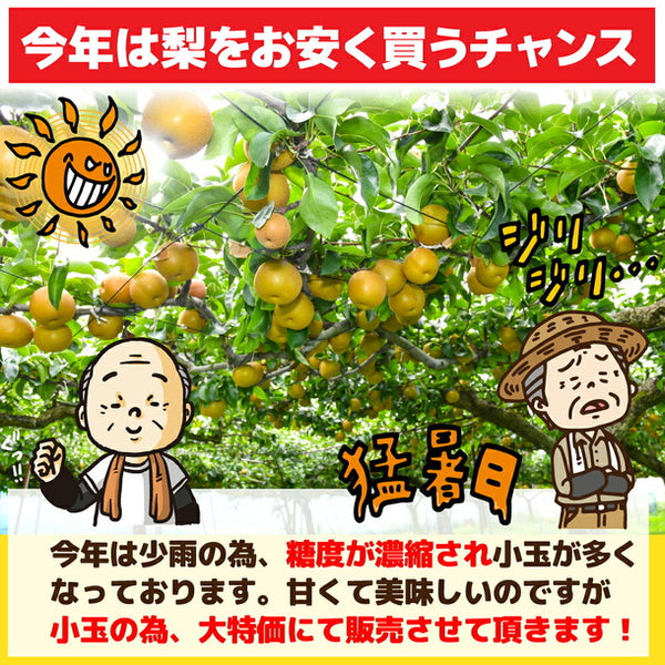 愛媛県産「特に訳あり和梨 小玉 加工用・ジュース用」