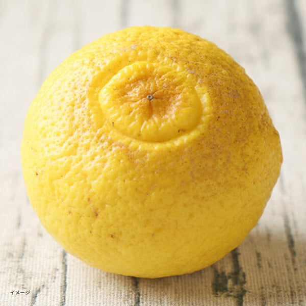 愛媛県産「はるか 家庭用・サイズMIX」