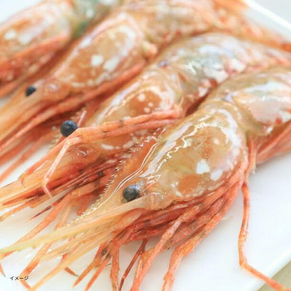 北海道産「ボタンエビ」