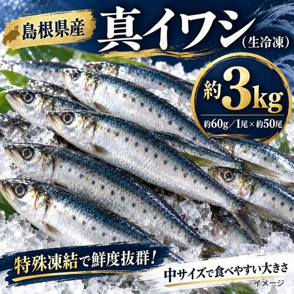 島根県産「真いわし」
