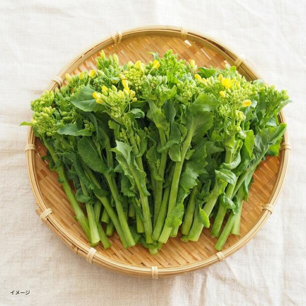千葉県産「菜の花 60サイズ箱いっぱい」