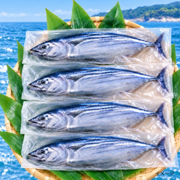 島根県産「マルソウダ（刺身可）」