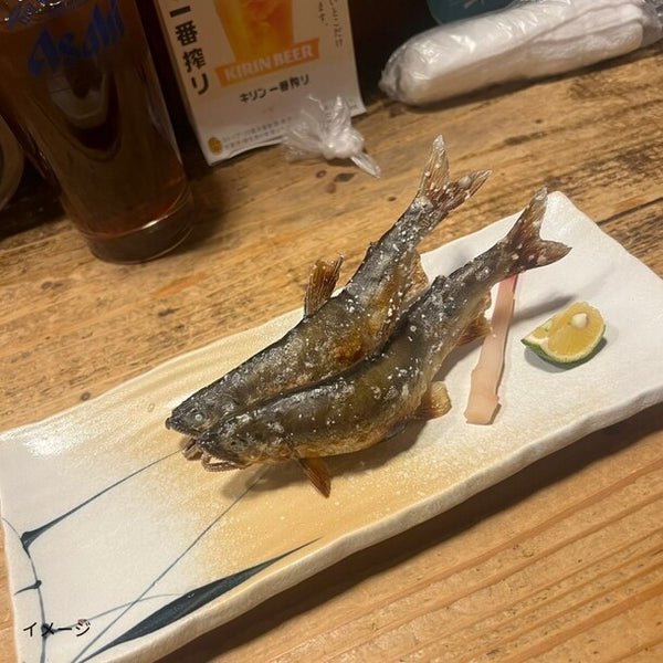 高知県産「鮎」