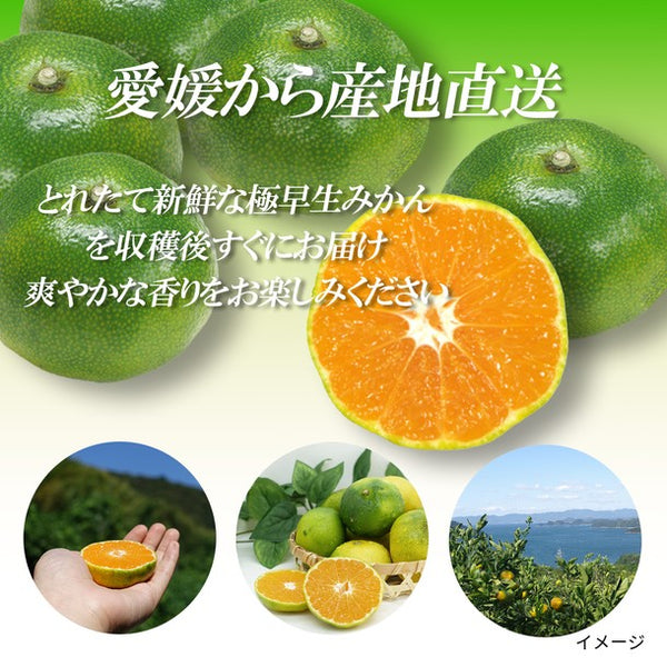 愛媛県産「訳あり 極早生みかん」