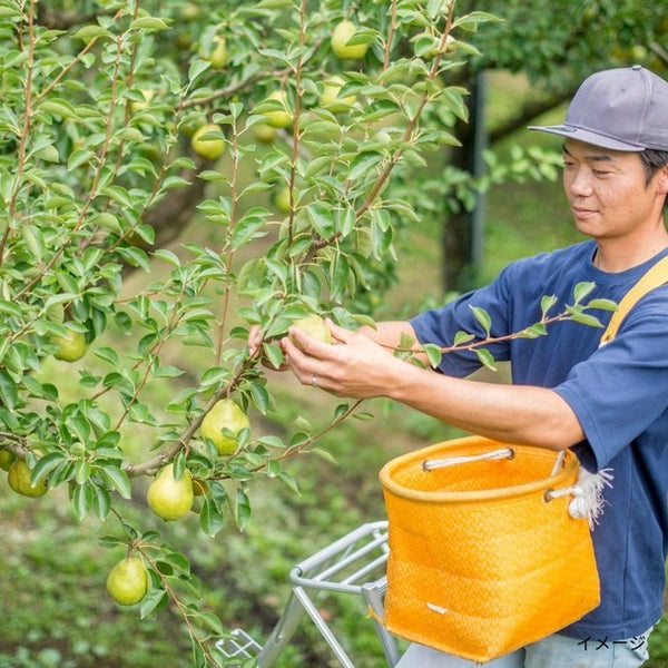 山形県産「ラ・フランス 訳ありご家庭用」