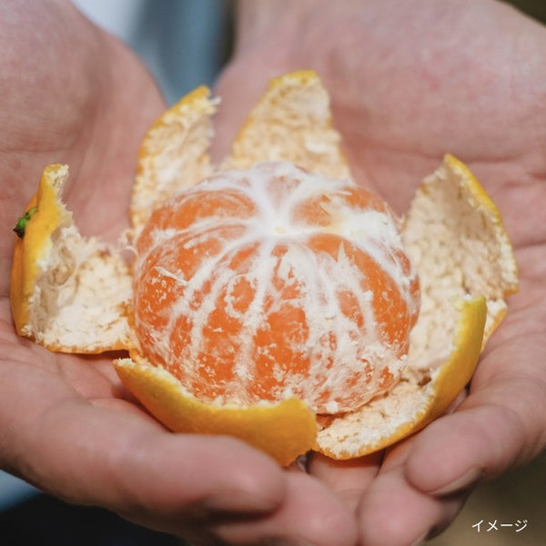 愛媛県産「訳あり 極早生みかん」