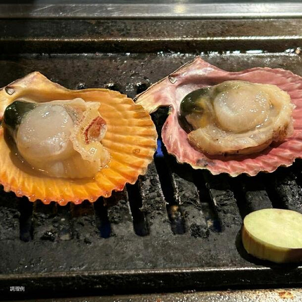 「ヒオウギ貝」