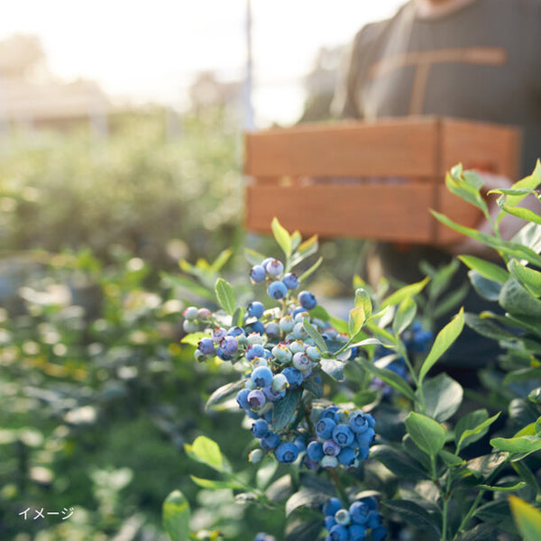 千葉県富津産「朝どれ農家直送！完熟ブルーベリー」