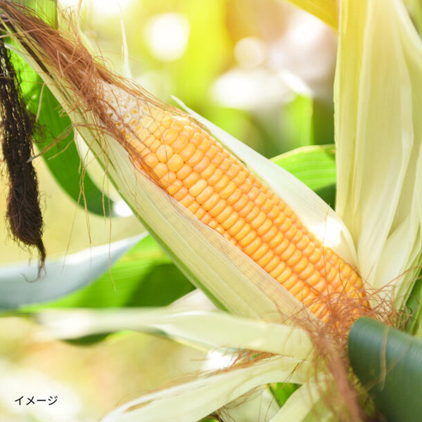 千葉県房総産「朝どれ一番果！ゴールドラッシュ（とうもろこし）」