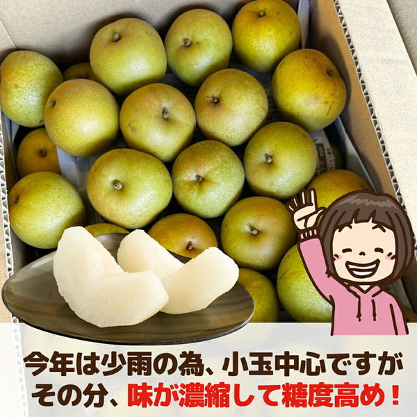 愛媛県産「特に訳あり和梨 小玉 加工用・ジュース用」