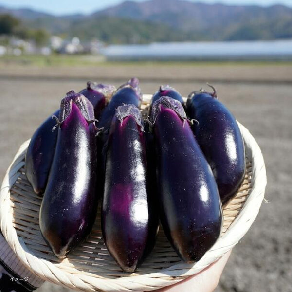 高知県産「A等級ナス」