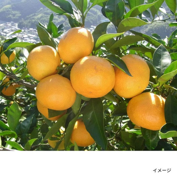 「愛媛温州みかんジュース ストレート」